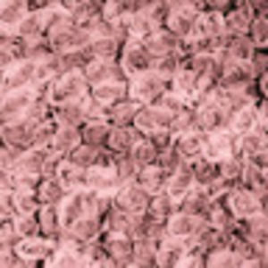 Meet your Posher, Georgie